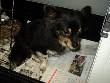 Mezi Bílkem a Chotěboří odchycen pes